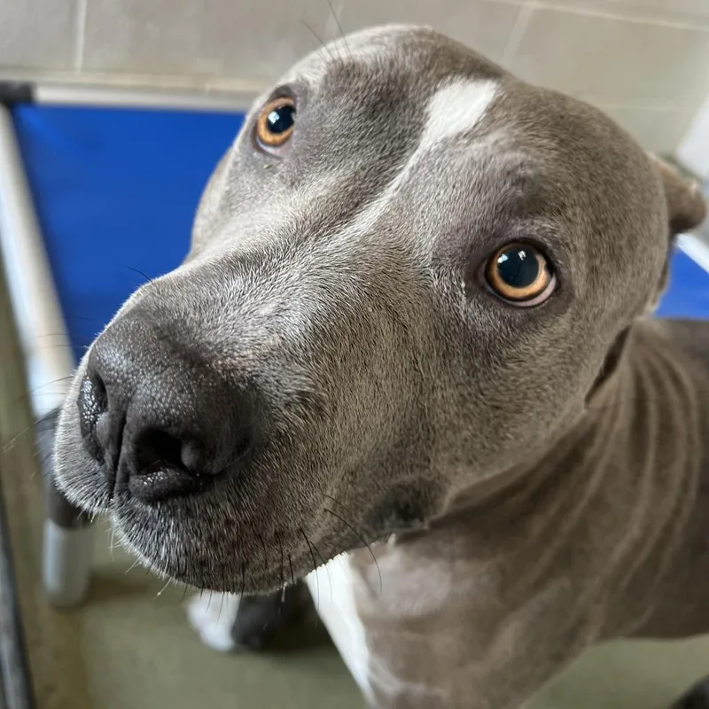 An adult large-sized male Gray / Blue / Silver Pit Bull Terrier dog named Zeus for adoption in Harrisonburg, VA