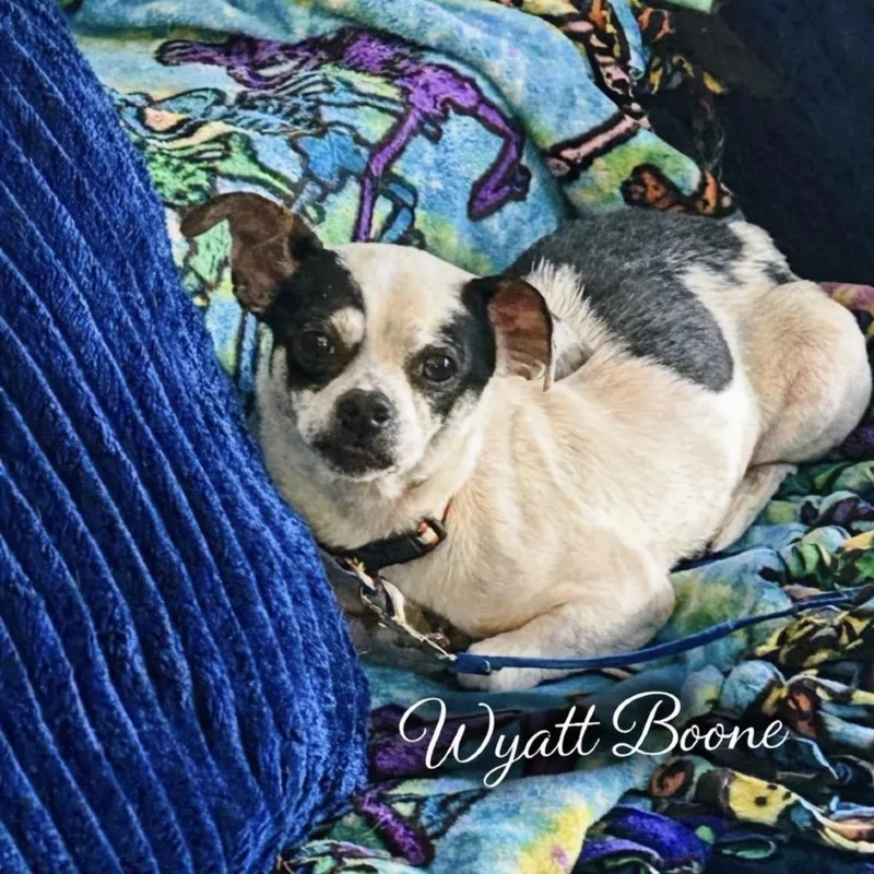 An adult small-sized male White / Cream Chihuahua dog named Wyatt Boone for adoption in New Orleans, LA