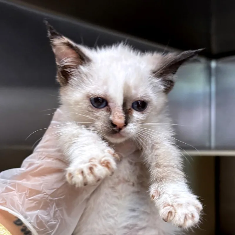 A baby small-sized female Cream / Ivory Domestic Short Hair cat named Galleria for adoption in Newark, NJ