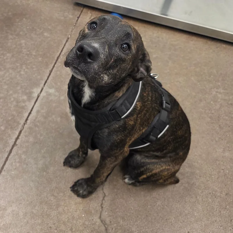 A young medium-sized female Brindle Great Dane dog named Sadie for adoption in Chattanooga, TN