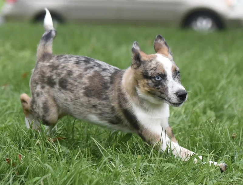 A baby medium-sized male Australian Cattle Dog / Blue Heeler dog named Mandon for adoption in Mechanicsburg, PA