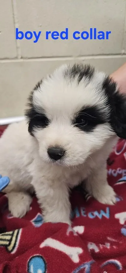 A baby small-sized male Great Pyrenees dog named Panda for adoption in Edgewood, NM