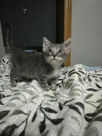 A baby small-sized female Domestic Short Hair cat named Sephora for adoption in Beatrice, NE