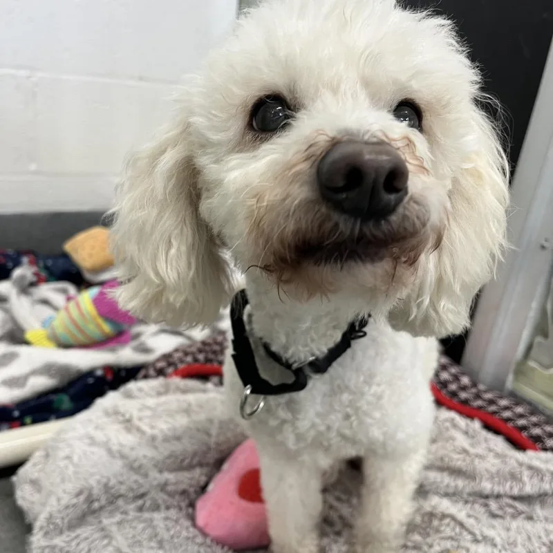A senior small-sized female Poodle dog named Snickers for adoption in Pittsburgh, PA