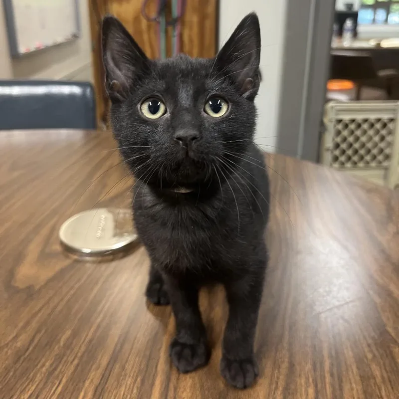 A baby small-sized male Domestic Short Hair cat named Mind for adoption in Clanton, AL