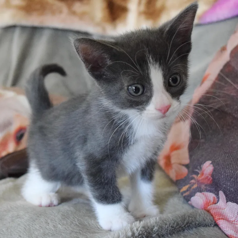 A baby medium-sized male Gray & White Domestic Short Hair cat named Brooks for adoption in Bulverde, TX