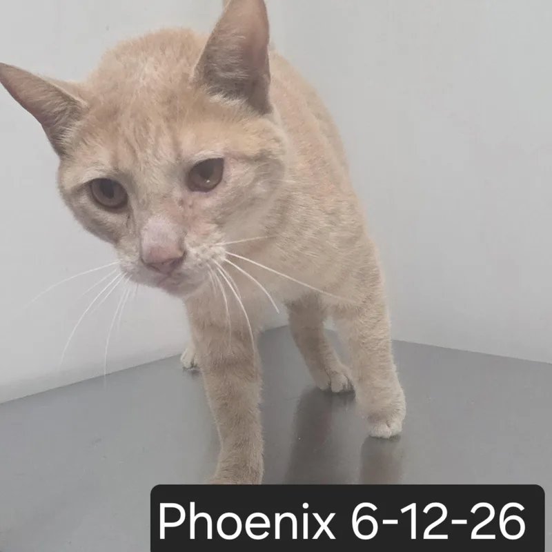 Phoenix thumbnail 2
