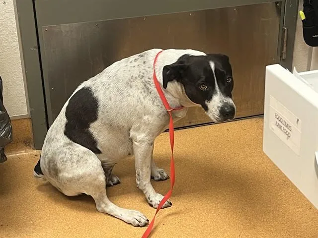 An adult medium-sized female Pit Bull Terrier dog named Lilo for adoption in Martinez, CA