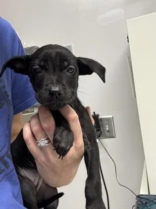 A baby small-sized female Pit Bull Terrier dog named Arwen for adoption in Pequot Lakes, MN