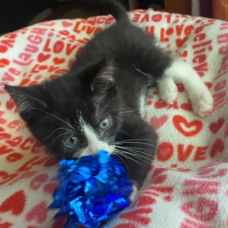 A baby small-sized male Black & White / Tuxedo Domestic Short Hair cat named Messi Keith for adoption in Morrison, CO