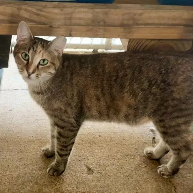 A young medium-sized female Tabby (Buff / Tan / Fawn) Domestic Short Hair cat named Papaya for adoption in Alexandria, LA