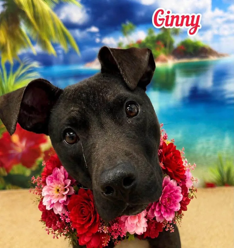 An adult medium-sized female Black Mixed Breed dog named Ginny for adoption in Flint, MI