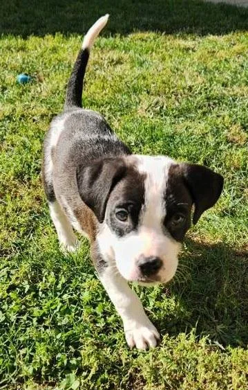 A baby medium-sized male Pit Bull Terrier dog named Shen for adoption in Louisville, OH