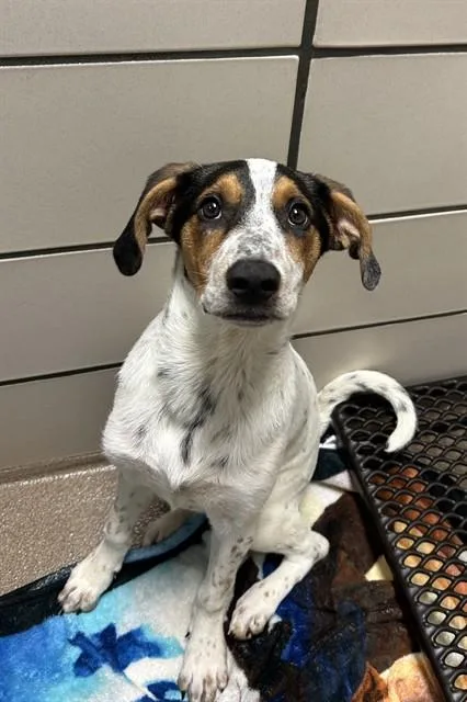 A baby small-sized female Treeing Walker Coonhound dog named Topsy for adoption in Fort Wayne, IN