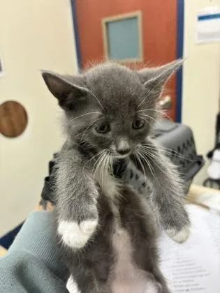 A baby medium-sized male Gray & White Domestic Short Hair cat named Gob for adoption in Charleston, SC