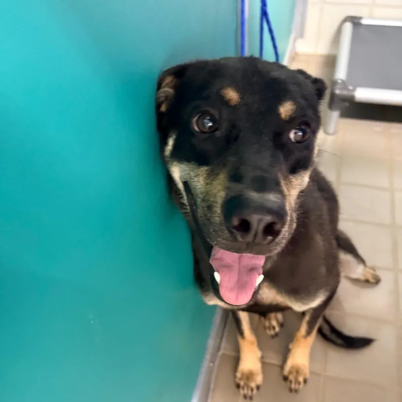 A young medium-sized male Black Shepherd dog named Casper for adoption in Bryan, TX