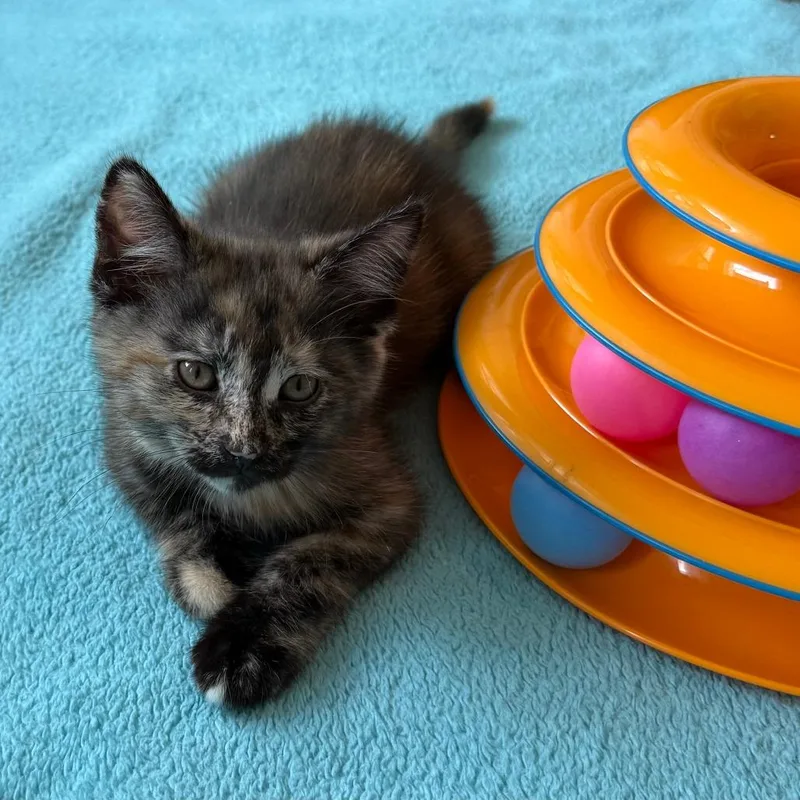 A young medium-sized female Tortoiseshell Domestic Short Hair cat named Citrine for adoption in Evanston, IL