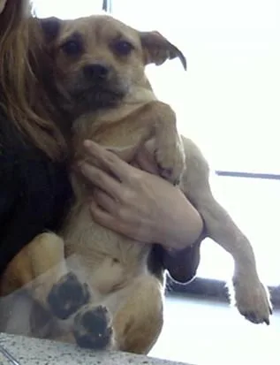A young small-sized male Border Terrier dog named Chester for adoption in Toledo, OH