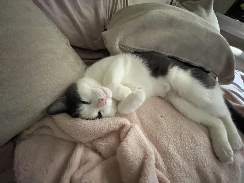 A young small-sized female Gray & White Domestic Short Hair cat named Luna Rae for adoption in New Britain, CT