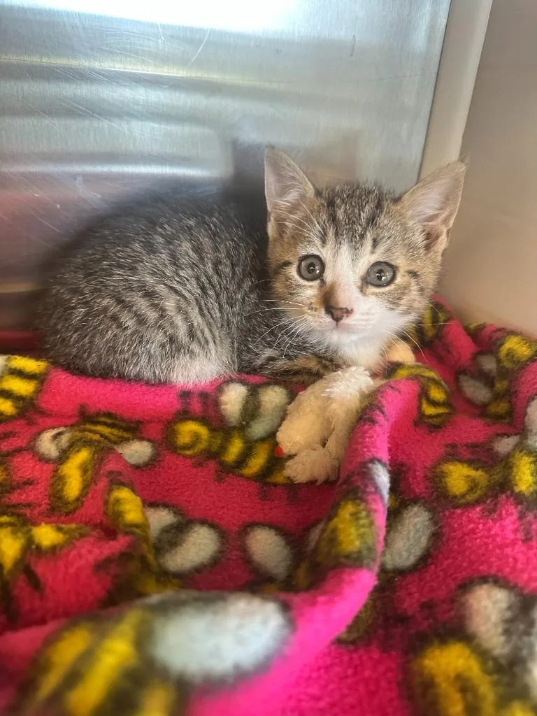 A baby small-sized female Domestic Short Hair cat named Nala for adoption in Hyde Park, NY