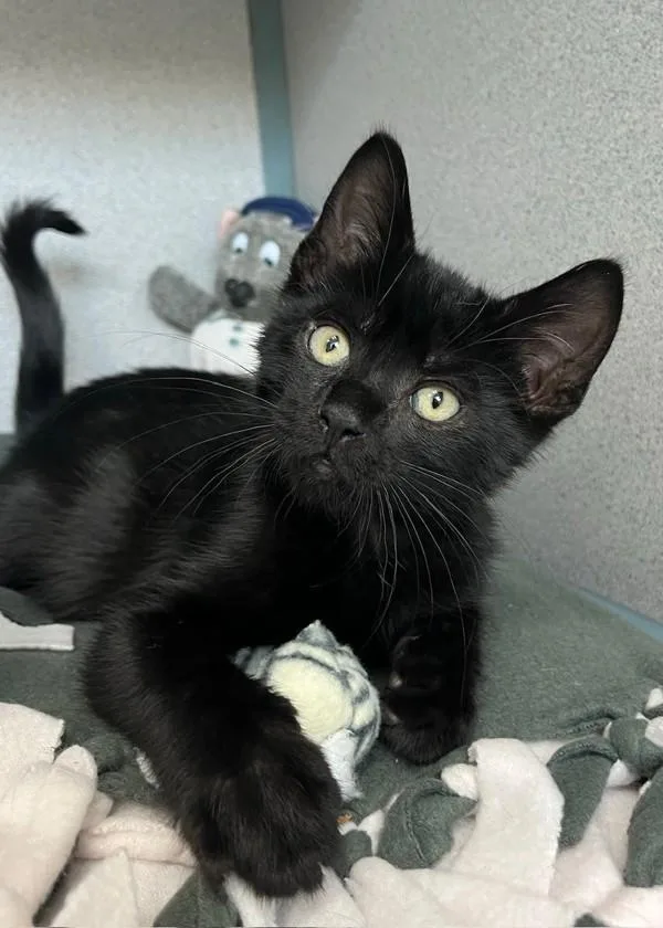 A baby small-sized male Domestic Short Hair cat named Phoenix for adoption in Skillman, NJ