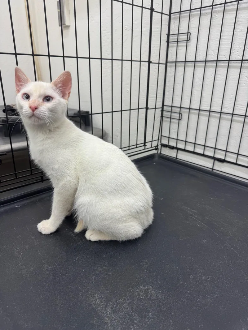 A baby medium-sized male Flame Point Domestic Short Hair cat named Percivale for adoption in Sonora, CA