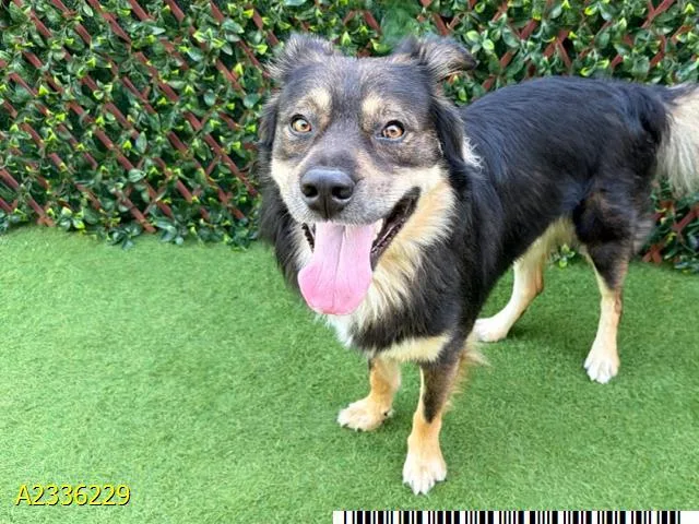 An adult large-sized male Mixed Breed dog named Leo for adoption in West Palm Beach, FL