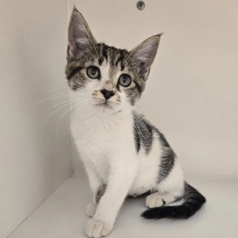 A baby small-sized female Brown / Chocolate Domestic Short Hair cat named Juniper for adoption in Champaign, IL