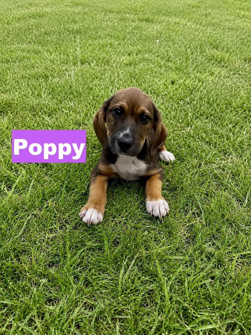 A baby medium-sized female Tricolor (Brown, Black, & White) Beagle dog named Poppy for adoption in Paramus, NJ