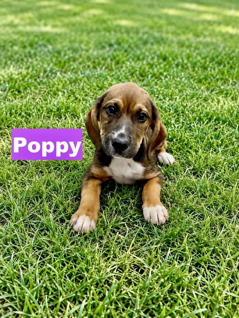 Poppy thumbnail 2
