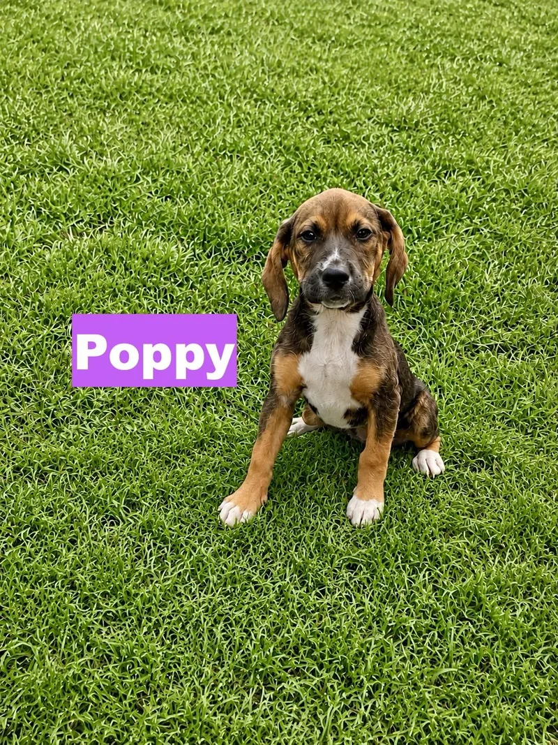 Poppy thumbnail 3