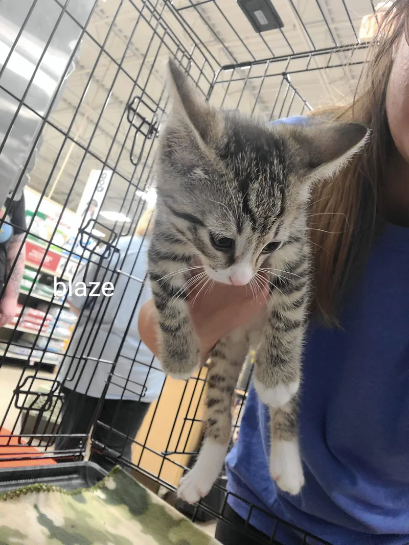 A baby medium-sized male Tabby (Tiger Striped) Domestic Short Hair cat named Blaze for adoption in Gerrardstown, WV