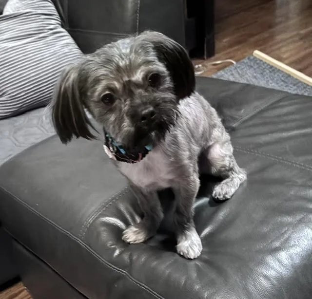 Sammy thumbnail 3