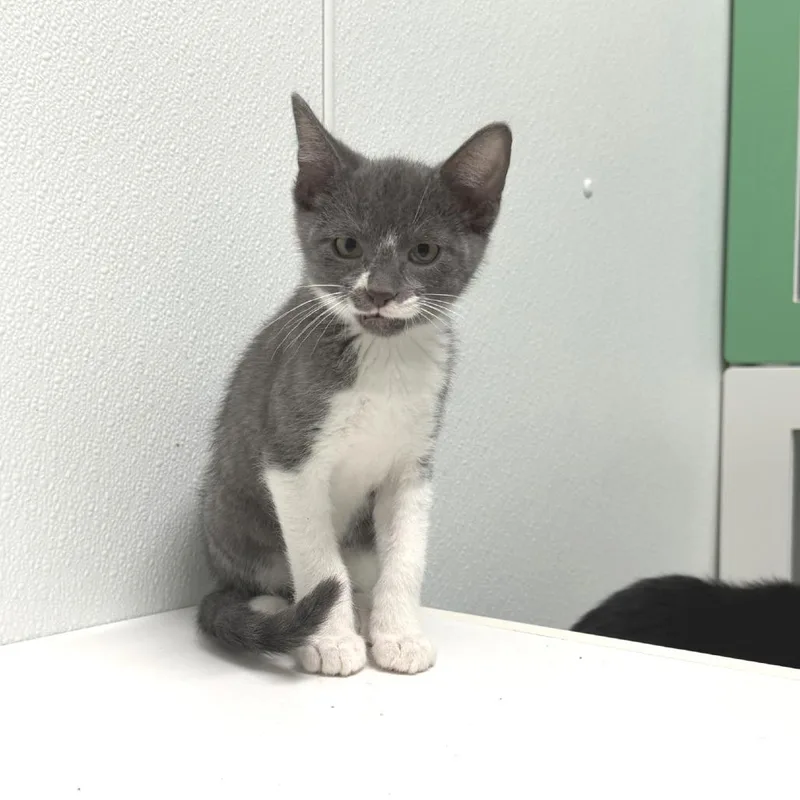 A baby small-sized male Gray / Blue / Silver Russian Blue cat named Georgie for adoption in Albert Lea, MN