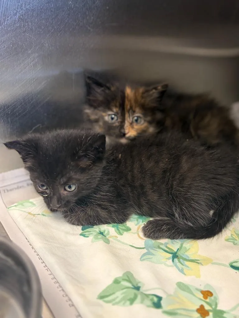 A baby medium-sized male Domestic Short Hair cat named Camden for adoption in Portland, IN