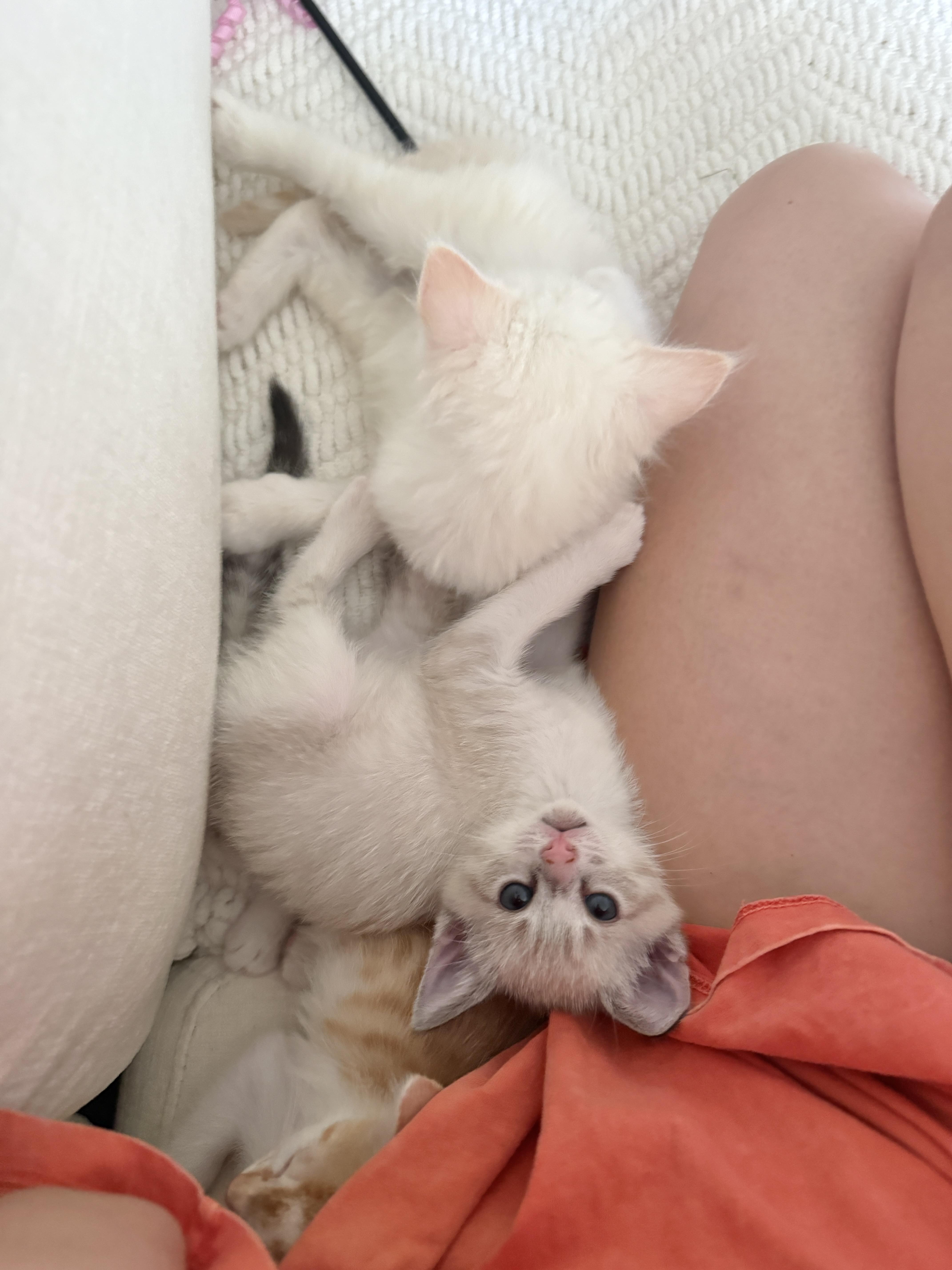 Clover thumbnail 5