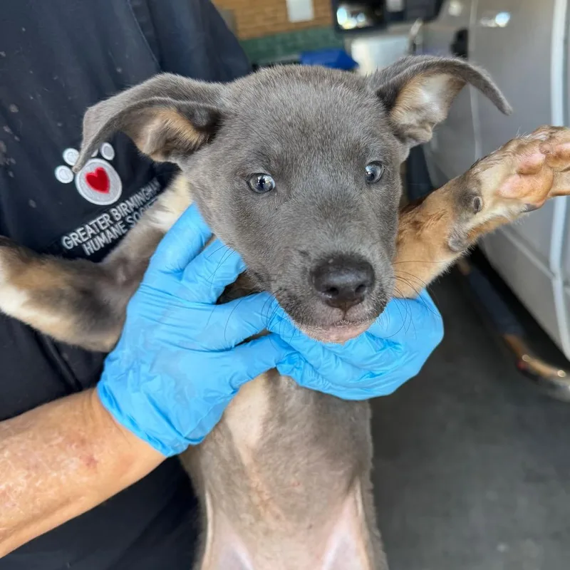 A baby small-sized female Gray / Blue / Silver Pit Bull Terrier dog named Syrena for adoption in Birmingham, AL