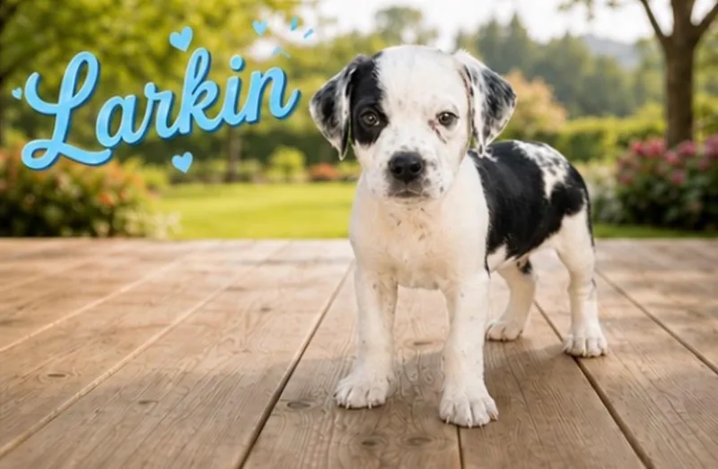 A baby medium-sized male Border Collie dog named Larkin for adoption in Toms River, NJ