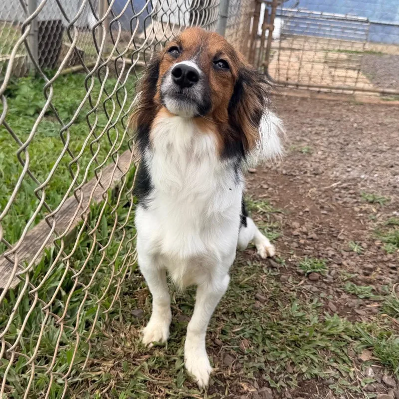 An adult small-sized male White / Cream Shetland Sheepdog / Sheltie dog named Ducky for adoption in Wahiawa, HI