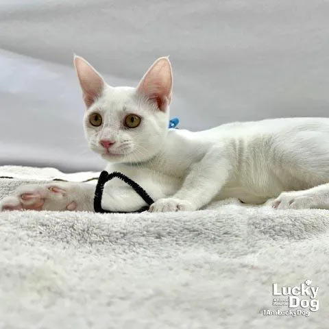 A baby medium-sized male White Domestic Short Hair cat named Timothy for adoption in Washington, DC