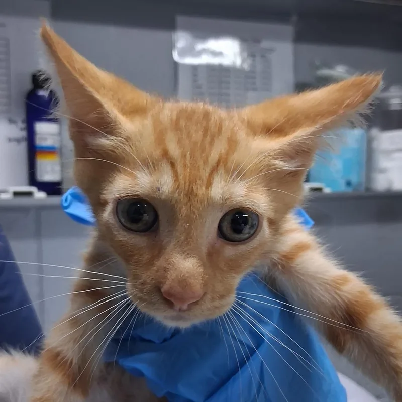 A baby small-sized male Orange / Red Domestic Short Hair cat named Dante for adoption in Summerville, SC