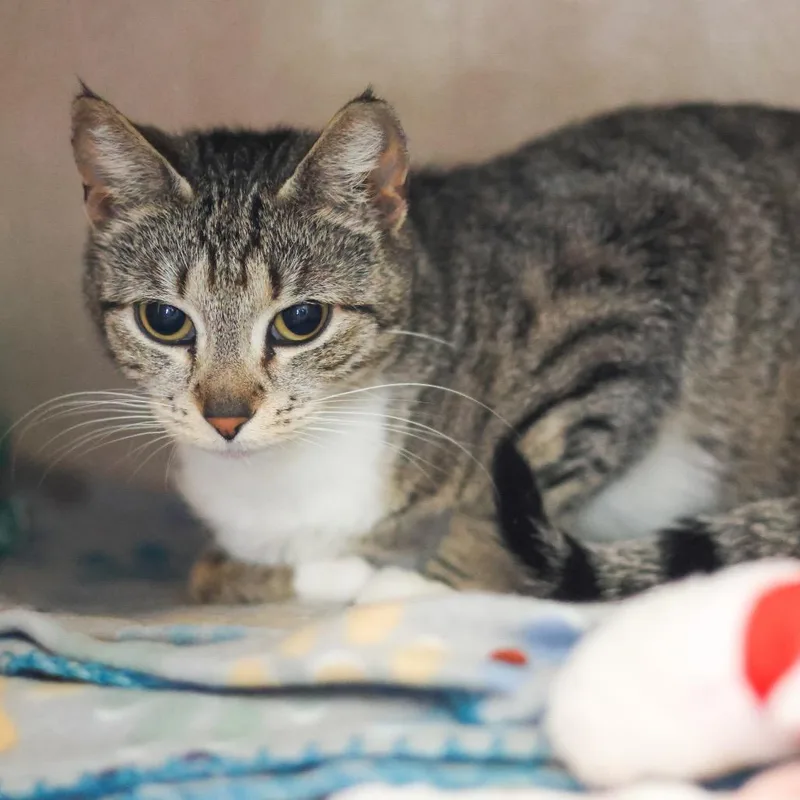 An adult medium-sized female Brown / Chocolate Domestic Short Hair cat named Lacey for adoption in Wilmington, DE