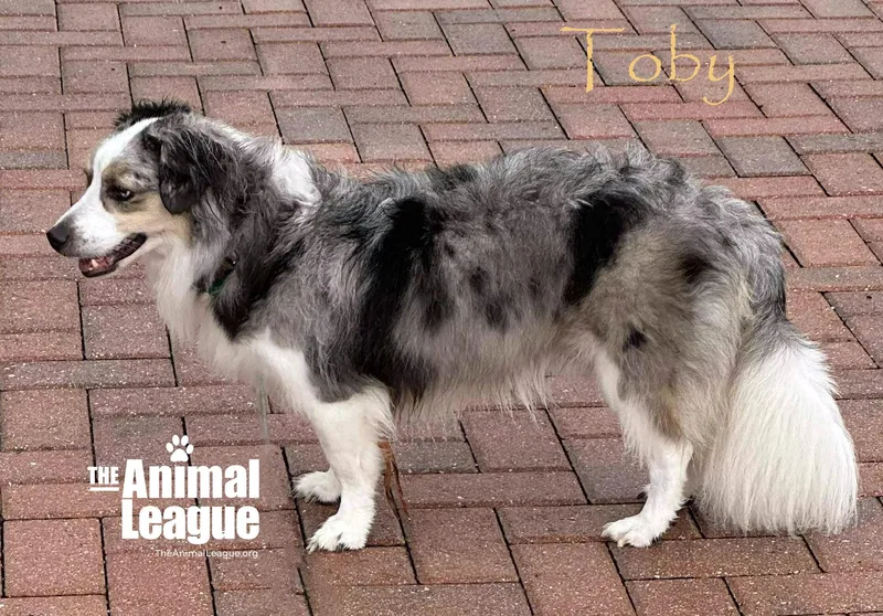 An adult small-sized male Merle (Blue) Australian Shepherd dog named Toby for adoption in Groveland, FL