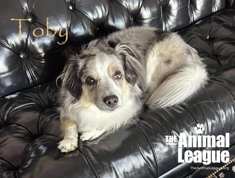 Toby thumbnail 3