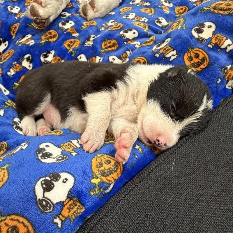 A baby small-sized male Border Collie dog named Baby boy for adoption in San Diego, CA