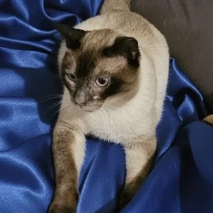 Chief Tui thumbnail 2