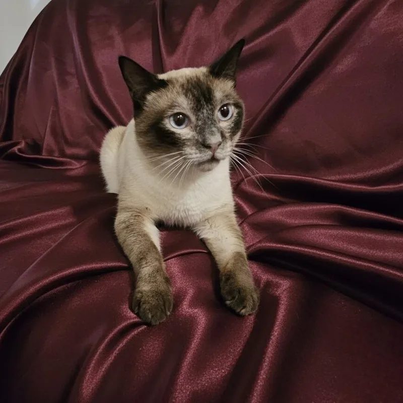 Chief Tui thumbnail 3