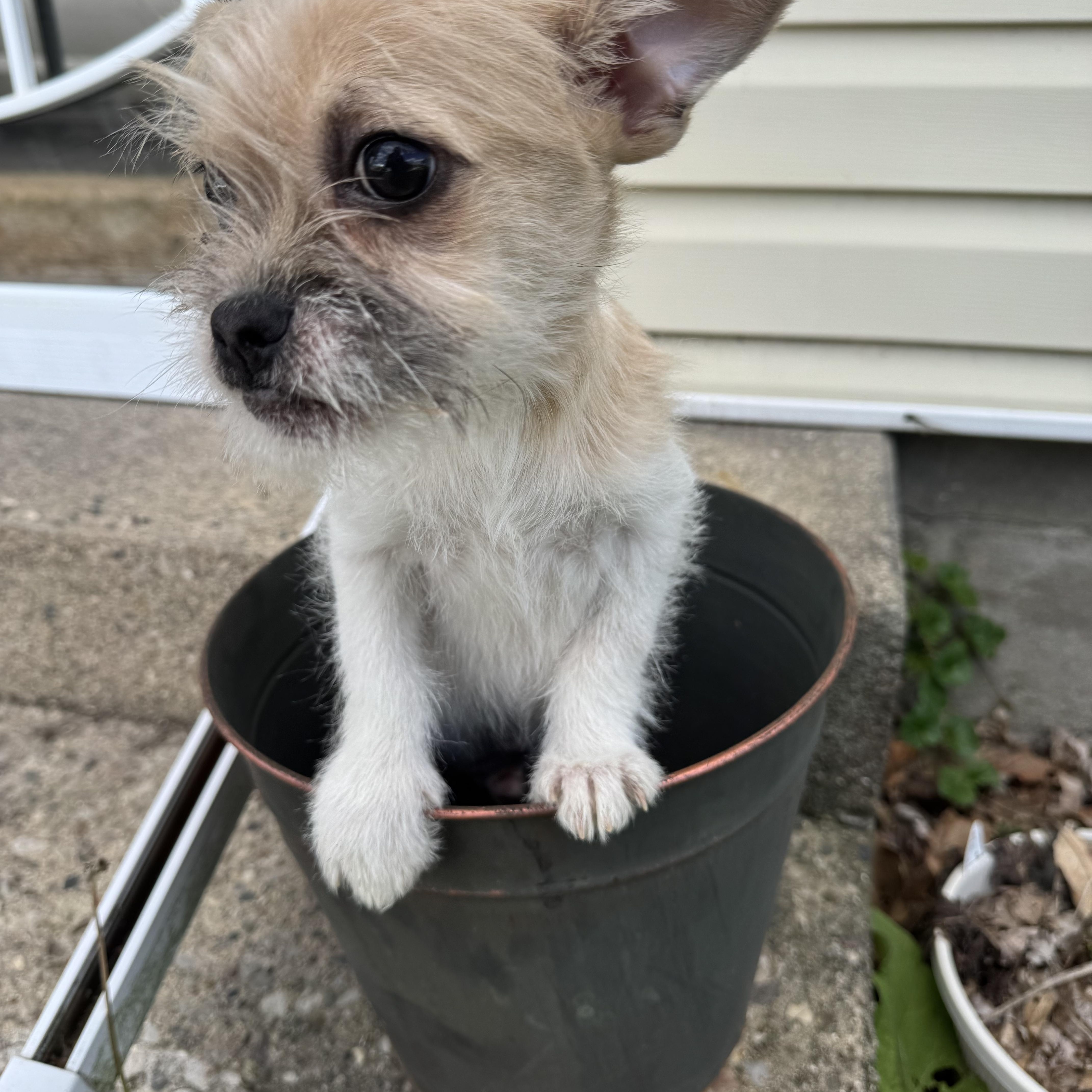 Butters! Sweet Baby Boy!