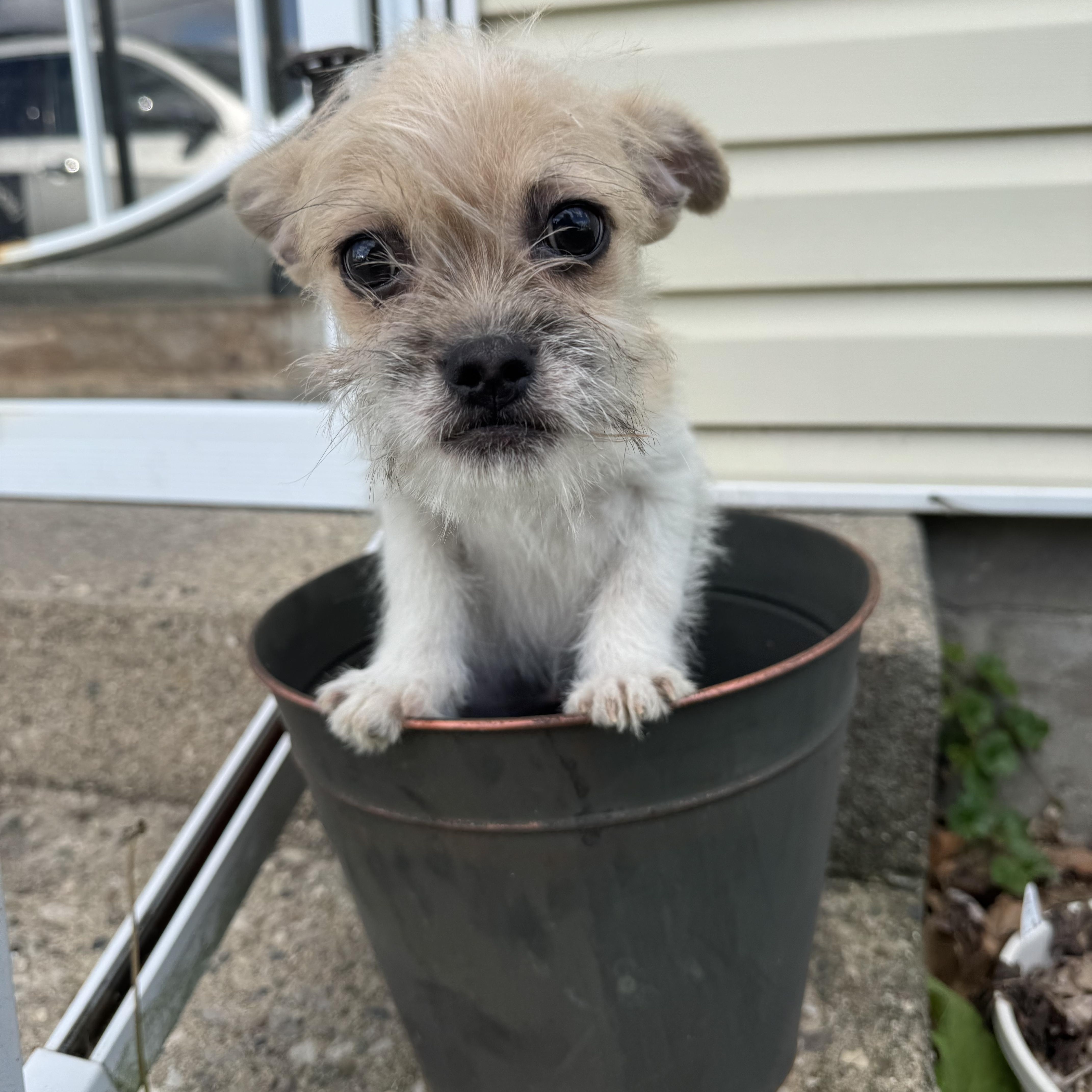 Butters! Sweet Baby Boy! thumbnail 2