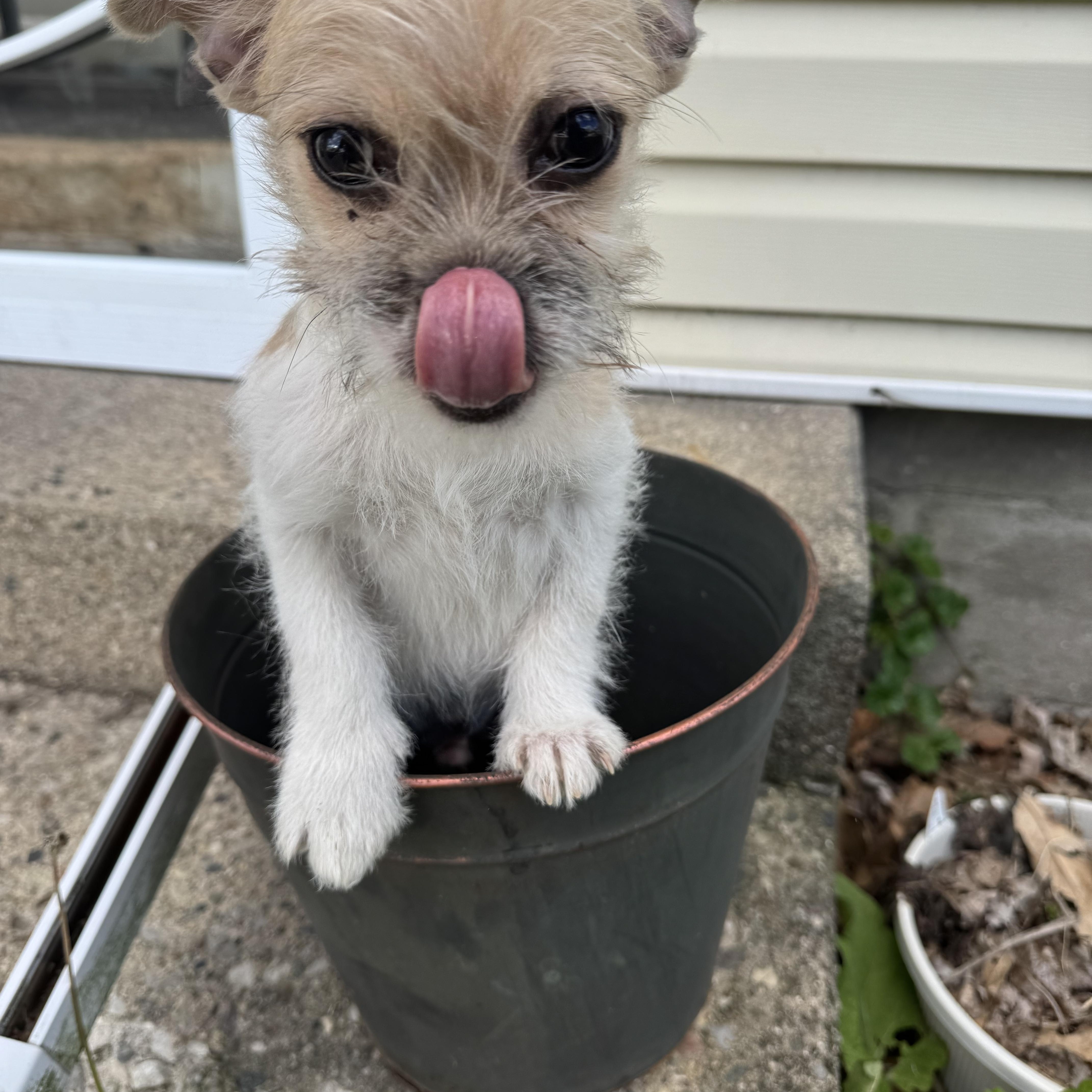 Butters! Sweet Baby Boy! thumbnail 3